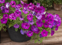 Petunie 'Dot Star Dark Violet'