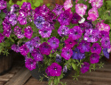Petunie 'Dot Star Dark Violet'