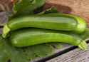 Zucchini 'Keesha'