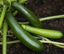 Zucchini 'Keesha'