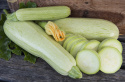 Zucchini 'Lungo bianco di Sicilia'