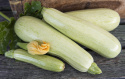 Zucchini 'Lungo bianco di Sicilia'