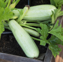 Zucchini 'Lungo bianco di Sicilia'