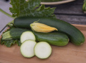Zucchini 'Dunja'