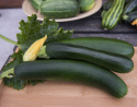 Zucchini 'Dunja'