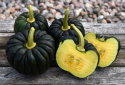 Moschus-Kürbis 'Futtsu Black Early'