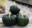 Moschus-Kürbis 'Futtsu Black Early'