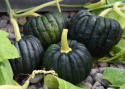 Moschus-Kürbis 'Futtsu Black Early'