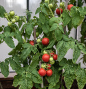 Tomate 'Maja'