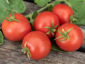 Tomate 'Maja'