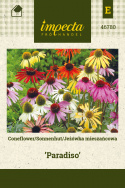 Sonnenhut 'Paradiso'