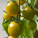 Kirschtomate 'Green Grape'