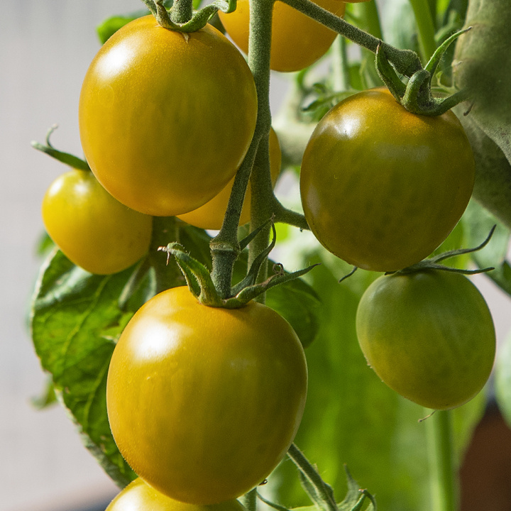 Kirschtomate 'Green Grape'