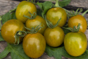 Kirschtomate 'Green Grape'