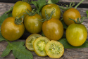 Kirschtomate 'Green Grape'