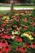Sonnenhut 'Cheyenne Spirit'