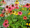 Sonnenhut 'Cheyenne Spirit'