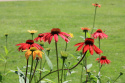 Sonnenhut 'Cheyenne Spirit'
