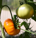 Fleischtomate 'Brandywine Yellow'