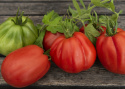 Fleischtomate 'Grifone'