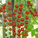 Kirschtomate F1 'Supersweet 100'