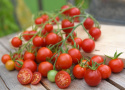 Kirschtomate F1 'Supersweet 100'