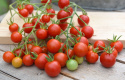 Kirschtomate F1 'Supersweet 100'