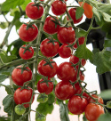 Kirschtomate F1 'Charmant'