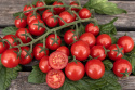Kirschtomate F1 'Charmant'