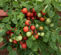 Kirschtomate 'Cherry Falls'