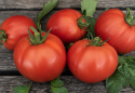 Fleischtomate F1 'Big Daddy'
