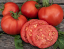 Fleischtomate F1 'Big Daddy'