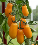 Cocktailtomate 'Taiko'
