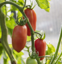Pflaumentomate 'S. Marzano 2'