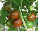 Tomate F1 'Kakao'