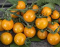 Kirschtomate 'Goldkrone'