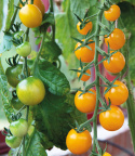 Kirschtomate 'Goldkrone'