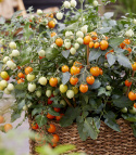 Kirschtomate 'Tiny Temptations Orange'