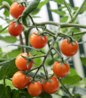 Kirschtomate 'Tiny Temptations Orange'