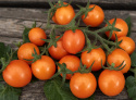 Kirschtomate 'Tiny Temptations Orange'