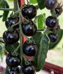 Tomate 'Blackball'