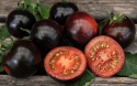 Tomate 'Blackball'