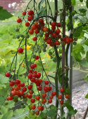 Kirschtomate 'Sweetbaby'