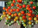 Kirschtomate 'Sweetbaby'
