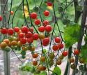 Kirschtomate 'Sweetbaby'
