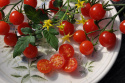 Kirschtomate 'Sweetbaby'