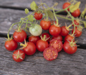 Kirschtomate F1 'Baby Boomer'