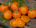 Cocktailtomate 'Ida Gold'