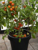 Cocktailtomate 'Ida Gold'