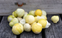 Tomatillo 'Amarylla'